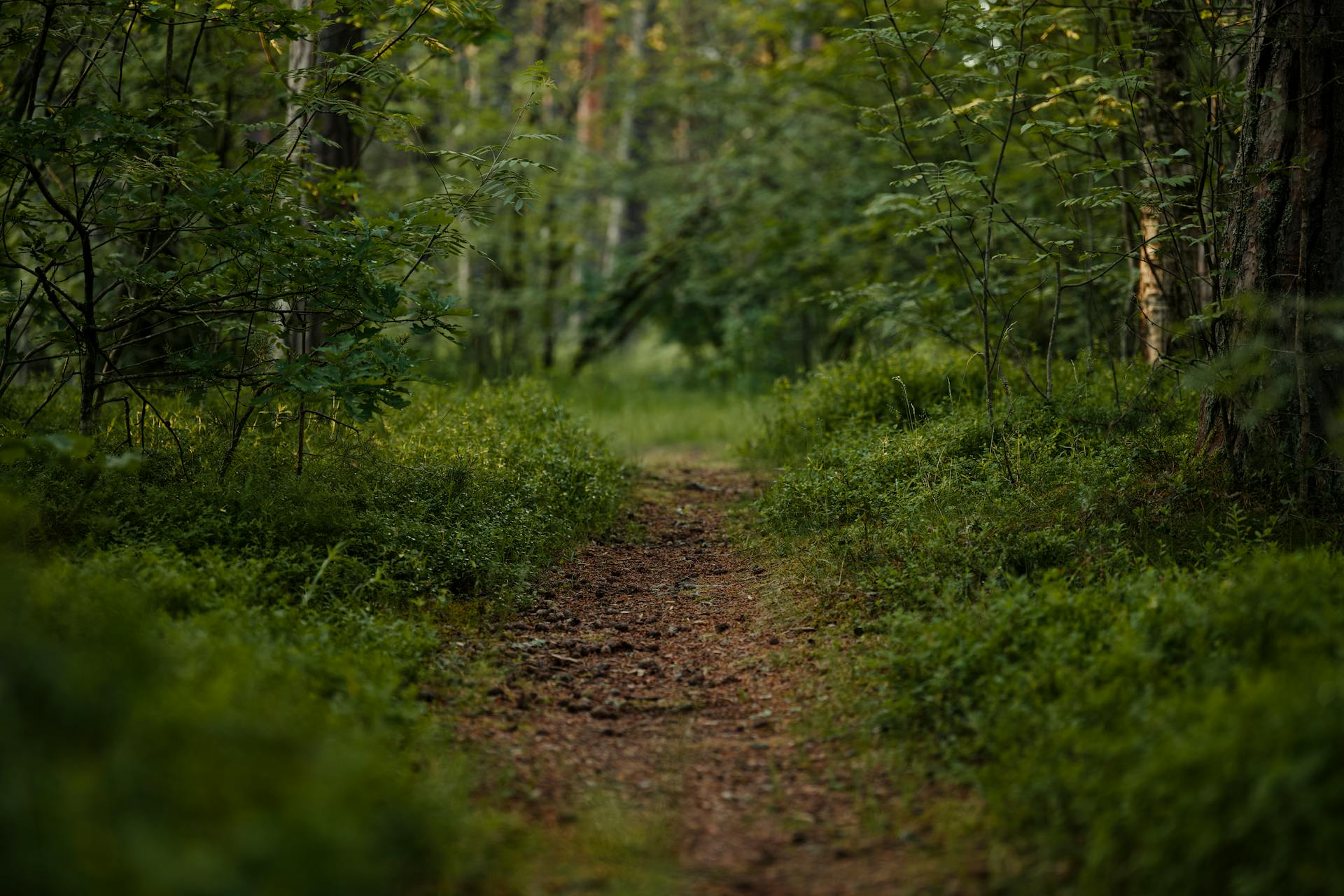 pexels-lauripoldre-29128584