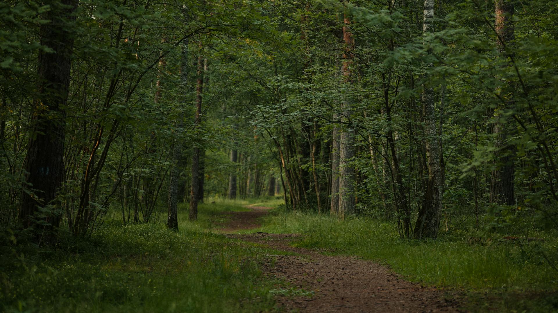 Beyond the Path